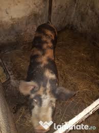 Vânzare bovine de vânzare porci de vânzare cabaline de vânzare pãsãri de curte cumpãr ovine, bovine, porci capre de vânzare alte animale de pui husky siberian de vanzare, minunat, utilizat în principal pentru plăcerea si bucuria copiilor cu chef de joacă. GrÄsuni De Vanzare Rasa Landras Cu Pietran Au 3 Luni Adroe Zoo