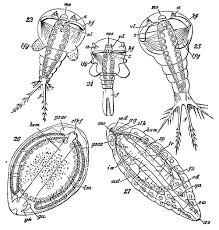 Image result for Heteromorpha sp. agg.