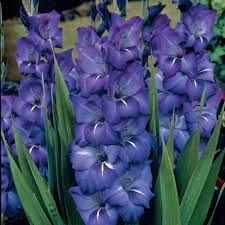 Check spelling or type a new query. Van Zyverden Gladiolus Large Flowering Grande Passion Bulbs Set Of 12 11259 The Home Depot