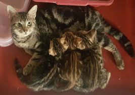 Kucing bengal adalah spesis yang sangat aktif dan menarik. Kucing Bandung Jual Kucing Bandung