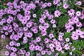 Image result for paprskovka obrázek