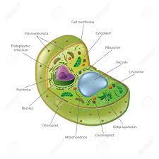 We did not find results for: Plant Cell Isolated On White Photo Realistic Vector Illustration Royalty Free Cliparts Vectors And Stock Illustration Image 36278590