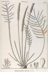 Image result for Hydrostachys myriophylla