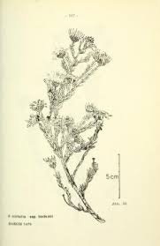 Image result for Stomatanthes africanus