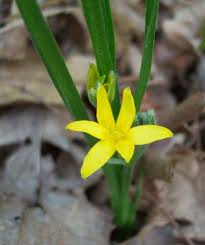 Image result for Hypoxis nyasica