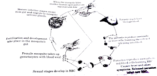 The malaria parasite has a complex, multistage life cycle occurring within two living beings, the vector mosquitoes and the vertebrate hosts. Show With The Help Of A Flow Chart Only The Life Cycle Of Malaria