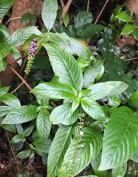 Image result for Hilleria latifolia