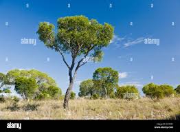 Image result for Uapaca guineensis