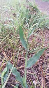 Image result for Urochloa panicoides