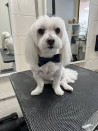 TOP 10 BEST Dog Boarding near Playa Vista, Los Angeles, CA