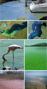 This aesthetic is kinda known as an 'instagram' aesthetic, (even though you can find all of them on instagram) because it's just very popular on there. Cyanobacterial Blooms Nature Reviews Microbiology