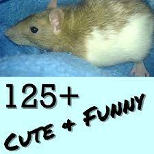 125 Cute And Clever Names For Your Pet Rat Pethelpful