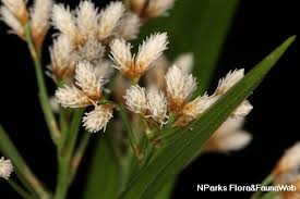 Image result for Hypolytrum