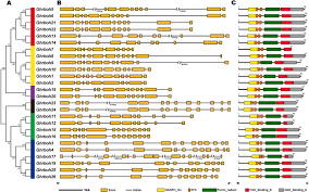 Sutresna budaya yang budiman, salam budaya; Comprehensive Analysis Of The Gossypium Hirsutum L Respiratory Burst Oxidase Homolog Ghrboh Gene Family Springerlink