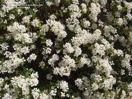 Plantfiles Pictures White Lantana Wild Sage Lantana Involucrata By Award White Flowering Plants Garden Shrubs Lantana