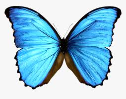 Monarch butterfly images morpho butterfly butterfly pictures butterfly flowers blue butterfly butterfly wings butterfly jewelry butterfly pendant blue morpho real butterfly wing stud earring bezels post | etsy. Monarch Butterfly Morpho Menelaus Morphinae Blue Hd Png Download Transparent Png Image Pngitem