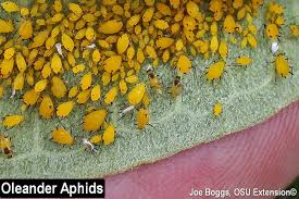 This can be effective when the numbers are low if you're not afraid to get your hands (or gloves) dirty. Aphids Spoiling Monarch Milkweeds Bygl