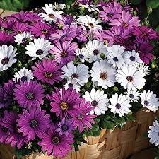 Good luck with your garden! Amazon Com Osteospermum Flower Garden Seeds Asti Series Color Mix 100 Seeds Annual Flower Gardening Seed Osteospermum Ecklonis African Daisy Garden Outdoor
