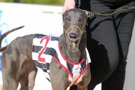 Maybe you would like to learn more about one of these? Sa Greyhound Tips On Twitter Talking With Bec After The Race She Said She Was Really Enjoying Her Time So Far In Sa However I Did Have A Giggle When She Said