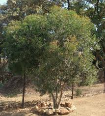 Image result for Loxostylis