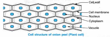 To observe and identify major animal cell structures and to relate the structure of the cell to its function. Ncert Class 9 Science Lab Manual Slide Of Onion Peel And Cheek Cells Cbse Tuts