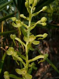 Image result for Habenaria tentaculigera