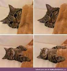 5 Minutes Into A Film After Spending An Hour Deciding What To Watch Funsubstance Funny Animals Pretty Cats Cute Cats