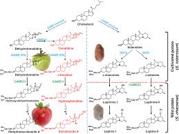 Image result for Solanum sp. B
