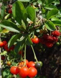 Image result for Ehretia obtusifolia