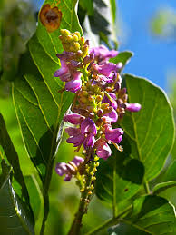 Image result for Lonchocarpus