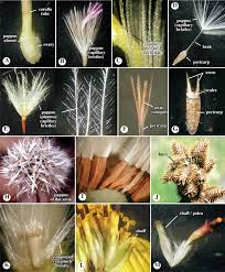 Image result for Aphloiaceae