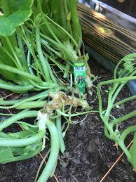 11 votes) when eating vegetables: What S Eating My Zucchini Stalk Can It Be Saved And Will It Eat My Other Melons Cucumbers And Other Veggies Squarefootgardening