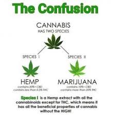 Despite their similarities, the two groups are anathema to each other. Is Cbd Oil Haram Or Halal The Halal Foundation