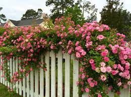 Cottage Garden Peggy Martin A Vigorous Hearty Climbing Rose That Seems To Thrive With Neglect Climbing Flowers Climbing Roses Trees To Plant