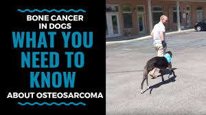 But in most dogs, bone cancer shows up slowly, often over a few months. Bone Cancer In Dogs What You Need To Know About Osteosarcoma Part 1 Vlog 71 Youtube