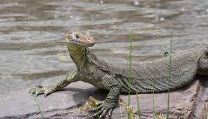 Mertens' water monitor (varanus mertensi), also called commonly mertens's water monitor, and mertens' water monitor is found in coastal and inland waters across much of northern australia. Mertens Water Monitor Lone Pine Koala Sanctuary