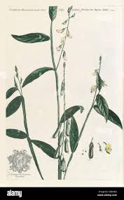 Image result for Crotalaria comosa