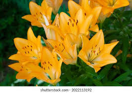 Close Yellow Lily Flower Hemerocallis Called Stock Photo 2022113192