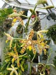 Image result for Ansellia