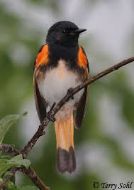 Birds That Start With An S American Redstart Birds Or Redstart Feed Almost Exclusive On Insects Which Are Usually Caught By Flycatching American Red Nature Birds Beautiful Birds Birds