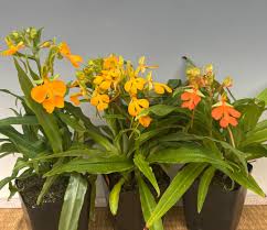 Image result for Habenaria macrostele