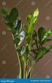 Image result for Zamiokulkas Zamioculcas