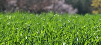 Information on termite alates or winged termite swarmers. Flying Termites How To Keep These Pests Out Of Your Home Abc Blog