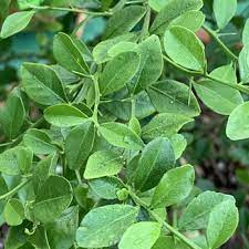 Gary matsuoka, owner of laguna hills nursery, discusses the different types of dirt and the importance of the effects that dirt has. Laguna Hills Nursery 83 Photos 77 Reviews Nurseries Gardening 1829 N Tustin Ave Santa Ana Ca Phone Number Yelp