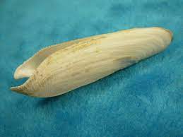 E' questa l' ultima frontiera di un progetto sperimentale condotto nell' adriatico meridionale, che permetterà di consumare questo prelibato mollusco senza temere di danneggiare l' ambiente. Pholas Dactylus 89 Ravaglioli Conchiglie
