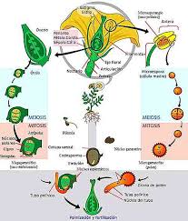 Care sunt partile unei plante ? Ciclul De ViaÈÄ Al Plantelor Pentru Copii Èi AdulÈi Thpanorama Acum DeveniÈi Mai Buni