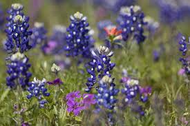 Maybe you would like to learn more about one of these? The Best Spots To See Bluebonnets In Texas This Spring