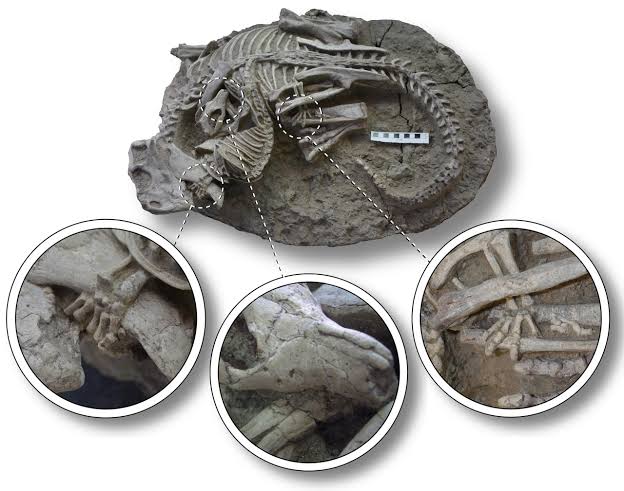 Locked in Mortal Combat: Unusual Fossil Shows Mammal Attacking a Dinosaur