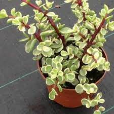Succulent Archives Page 14 Of 18 At Worldofsucculents Com Plants Planting Succulents Variegated Plants