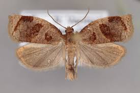 Image result for Archips rosanus